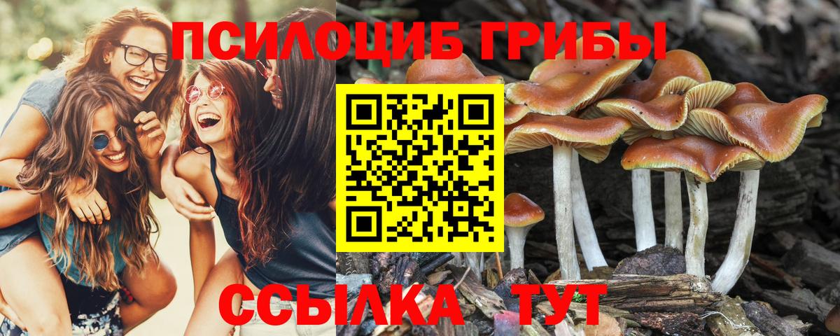 Псилоцибиновые грибы Cubensis Чапаевск